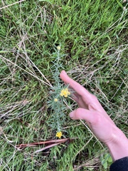 Chrysocephalum semipapposum