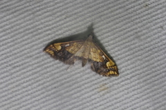 Choristostigma leucosalis