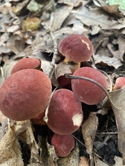 Hortiboletus rubellus