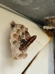 Polistes dorsalis dorsalis