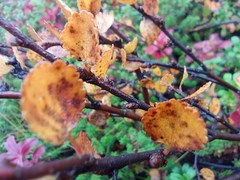 Betula nana