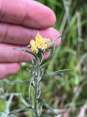 Chrysocephalum semipapposum