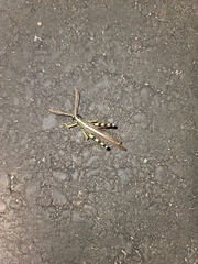 Schistocerca albolineata