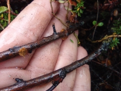 Betula nana