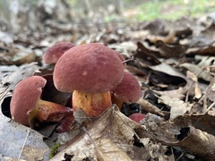 Hortiboletus rubellus