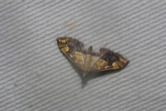 Choristostigma leucosalis