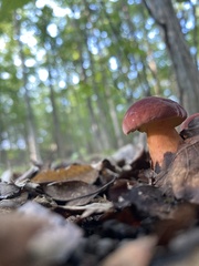 Hortiboletus rubellus