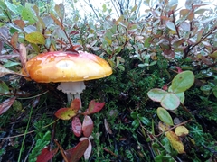 Amanita muscaria