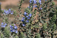 Lobostemon trigonus