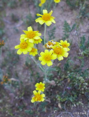 Monolopia lanceolata