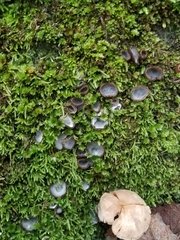 Humaria hemisphaerica