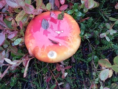 Amanita muscaria