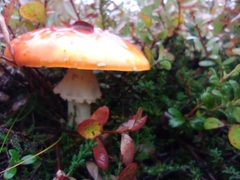Amanita muscaria