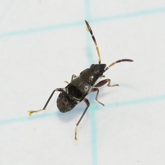 Heteroptera