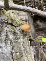 Simocybe centunculus