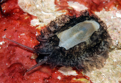 Scutus unguis