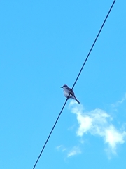 Tyrannus dominicensis
