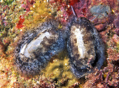 Scutus unguis