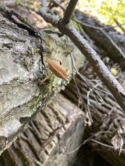 Simocybe centunculus