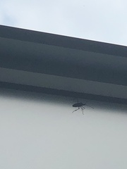 Leptoglossus occidentalis