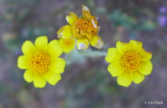 Monolopia lanceolata