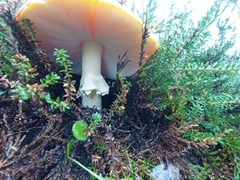 Amanita muscaria