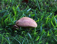 Aureoboletus innixus