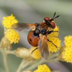 Gymnosoma rotundatum