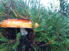Amanita muscaria