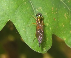 Sargus bipunctatus
