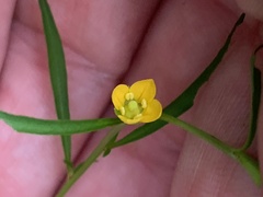 Ludwigia linearis