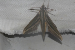 Xylophanes eumedon
