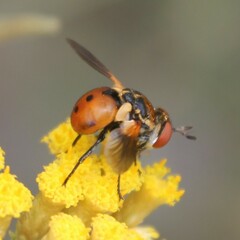 Gymnosoma rotundatum