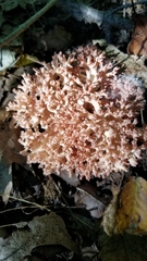 Clavulina cinerea