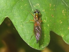 Sargus bipunctatus