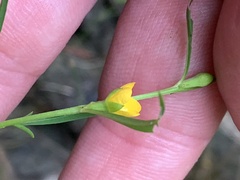 Ludwigia linearis