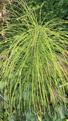 Equisetum telmateia