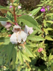 Impatiens balsamina
