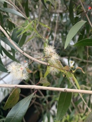 Blepharocalyx salicifolius