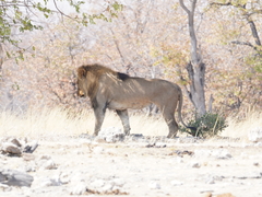 Panthera leo melanochaita