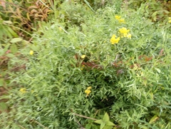 Lathyrus pratensis