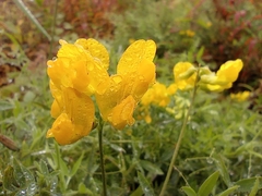 Lathyrus pratensis