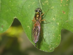 Sargus bipunctatus