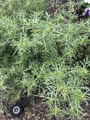 Tagetes erecta