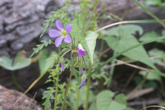 Oxalis drummondii