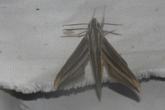 Xylophanes eumedon