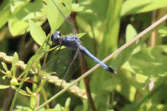 Erythrodiplax minuscula