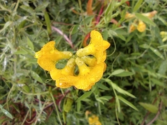 Lathyrus pratensis
