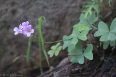 Oxalis drummondii