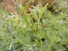 Lathyrus pratensis